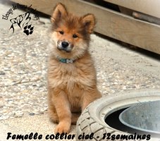 chiot eurasier